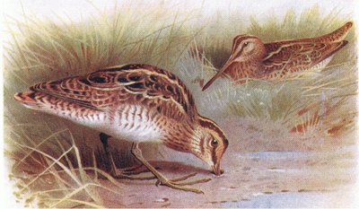 Common Snipe, from Birds of the British Isles and Their Eggs published by Frederick Warne & Co Ltd, 1958 by Archibald Thorburn